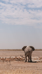 Elefant und Springböcke an Wasserloch, Namibia, Etosha