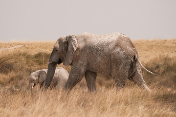 Elefant mit Kind, Namibia