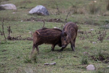 wild boar fight