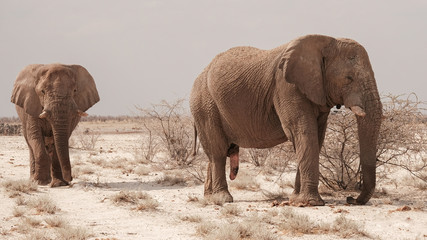Elefantenbullen, Elefanten Bulle mit Penis © S. Engels