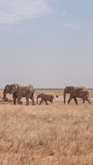 Obraz premium Elefantenfamilie Namibia, Etosha, hochkant