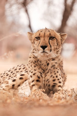 Gepard (Acinonyx jubatus) Portrait hochkant