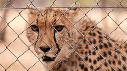 Gepard in Gefangenschaft, hinter Zaun