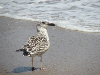 seagull 