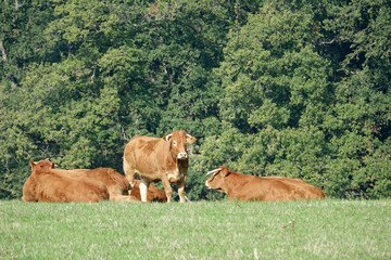 Vaches dans un pré
