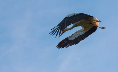 Flying stork in blue sky