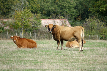 jolie vache Aubrac