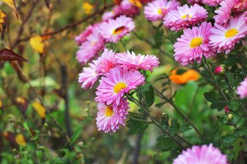 Pink chrysanthemums in the fall