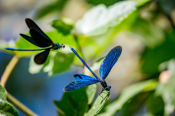Banded demoiselle dragonfly, a.k.a. Calopteryx Virgo, close-up shot against natural green background, beautiful bokeh, sunny springtime day near Blue Eye spring in Albania. Selective focus