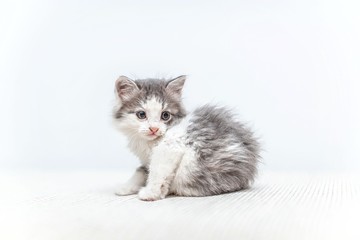 Fototapeta na wymiar Cat. funny kitty grey 