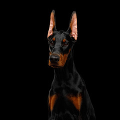Fototapeta na wymiar Serious Portrait of Doberman purebred Dog, obidient wait., isolated Black background