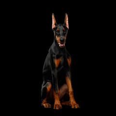 Doberman Dog, Obidient sitting and Looking in Camera., isolated Black background, front view