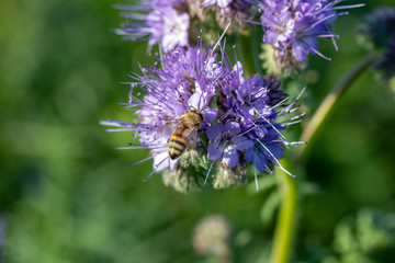 eine Biene sucht an einer Blume (Phacelia tanacetifolia) nach Nahrung