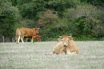 vache parthenaise au milieu de Limousine
