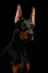 Serious Portrait of Doberman purebred Dog, obidient Looking up., isolated Black background