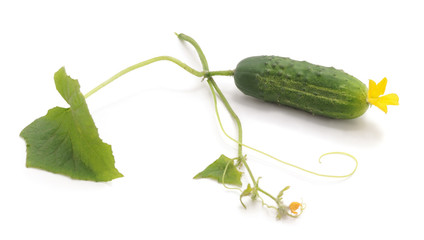One green cucumber.