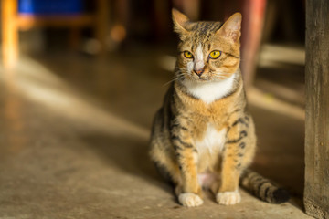A Cat Sitting in the Kitchen Waiting for Food