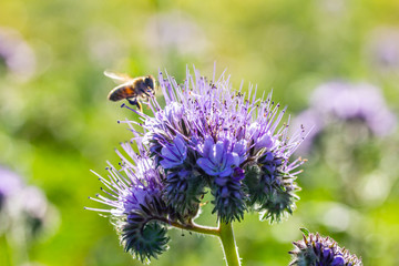 eine Biene sucht an einer Blume (Phacelia tanacetifolia) nach Nahrung