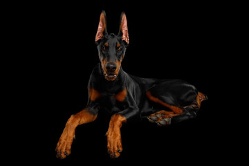 Adorable Doberman Dog, Obidient Lying with paws and Looking in Camera, isolated Black background, front view