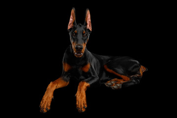 Adorable Doberman Dog, Obidient Lying with paws and Looking in Camera, isolated Black background,...