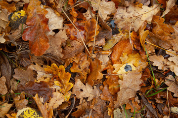 Old fallen leaves