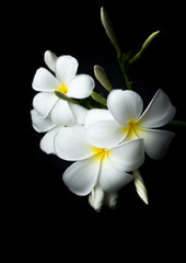 Fototapeta na wymiar White Plumeria or frangipani in black background theme
