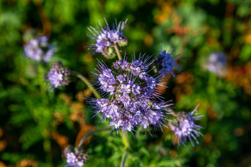 Rainfarn-Büschelschön (Phacelia tanacetifolia), eine Pflanze auf einem Feld, die im Herbst wächst