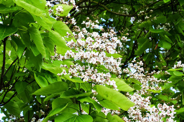 Blüten des Trompetenbaumes, Catalpa bignonioides