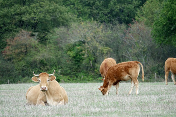 Vache et veau de race Limousine