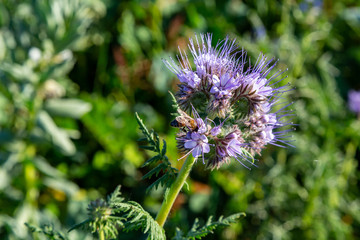 eine Biene sucht an einer Blume (Phacelia tanacetifolia) nach Nahrung