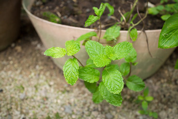 Close up of Fresh mint leaf that growing in flowerpot