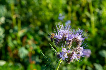 eine Biene sucht an einer Blume (Phacelia tanacetifolia) nach Nahrung