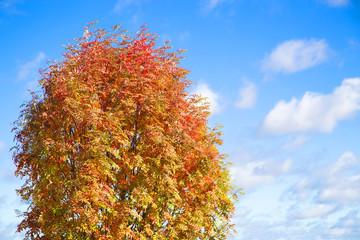 Beautiful autumn purple and orange-yellow leaves