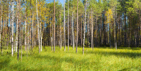 Fototapeta na wymiar Beautiful autumn landscape with birches and green grass Sunny day
