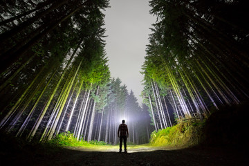 Man with head flashlight standing on forest road among tall fir-trees under dark blue night sky.