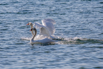 Fototapeta premium Schwäne im Bodensee