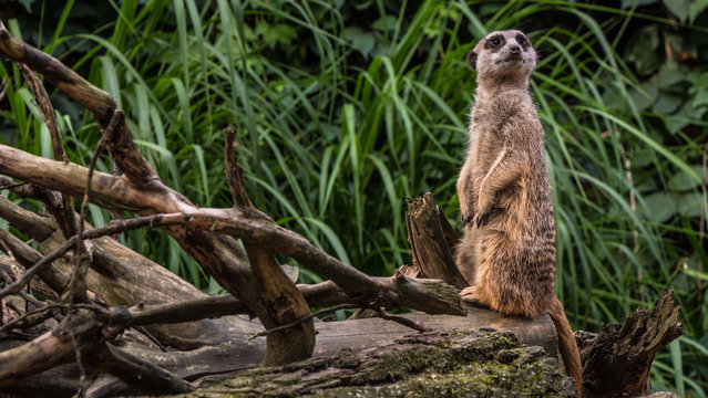 A beautiful animal stands on a tree meerkat, gopher, nature background. Concept: Meerkat family, Wildlife, Park, zoo.
