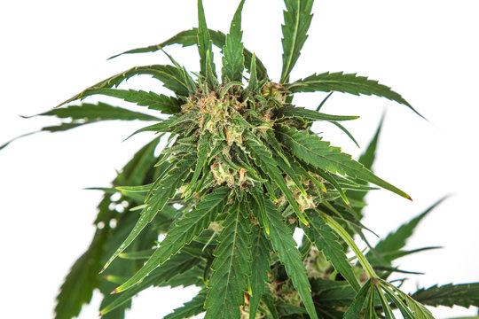 Fototapeta big cannabis marijuana plant detail