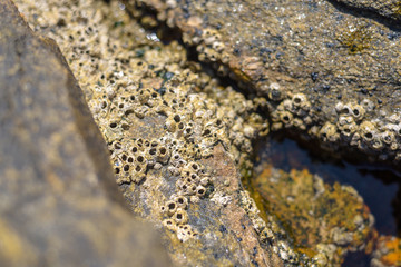 Shells stuck on rock