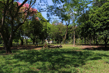 Forest with fallen tree trunk