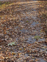 Fallen autumn leaves lie on the path in the Park.