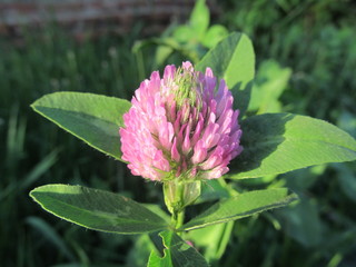 Клевер белый и розовый