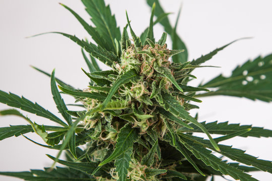 Fototapeta big cannabis marijuana plant detail
