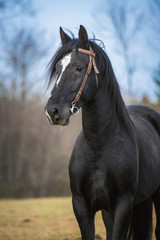 Obraz premium Portrait of beautiful latvian breed horse 
