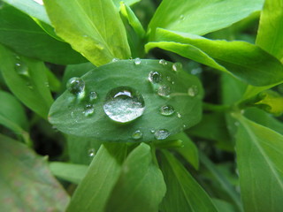 Клевер белый и розовый