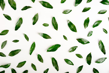 Pattern of pistachio green leaves on white. Green leaves background. Flat lay, top view
