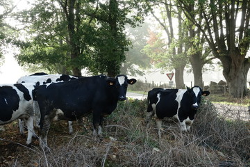 troupeau de vaches laitières dans un bosquet