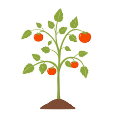 Tomatenpflanze Flat Design Icon isoliert auf weißem Hintergrund - 229230382