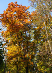 Fototapeta premium maple tree branches with vivid colored leaves against blue sky background,