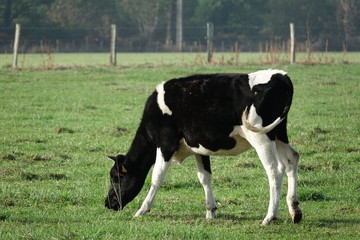veau en train de brouter dans une prairie